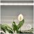 Stolová lampa LED na rastliny podporujúca rast 15W 1700lm 130° biela Growly Kobi